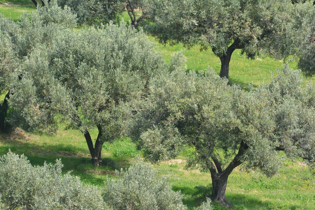 Agriturismo Torre Del Golfo Кропани Экстерьер фото